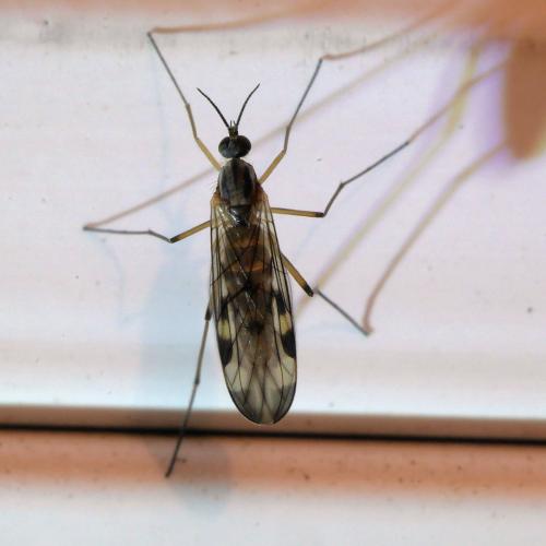 Sylvicola sp.